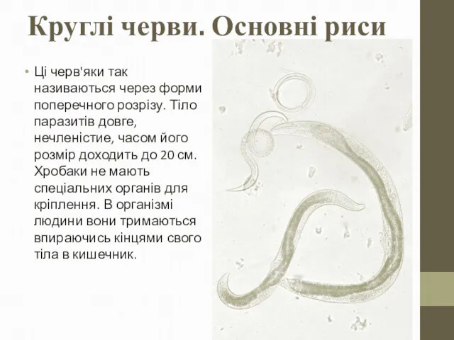 Круглі черви. Основні риси Ці черв'яки так називаються через форми