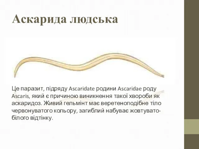 Аскарида людська Це паразит, підряду Ascaridate родини Ascaridae роду Ascaris,