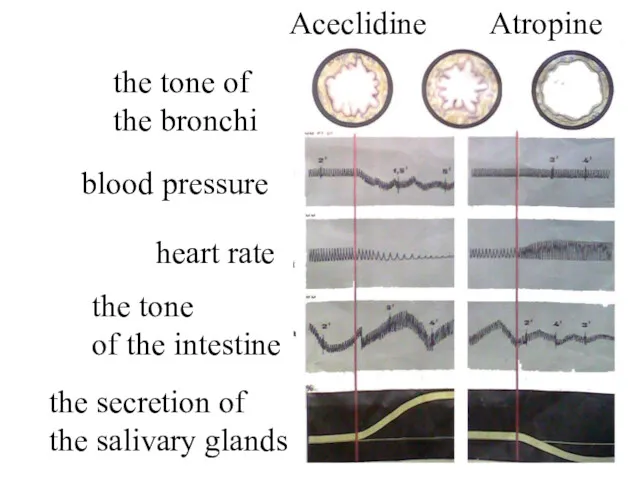 the tone of the bronchi blood pressure heart rate the