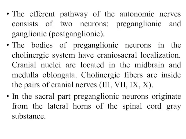 The efferent pathway of the autonomic nerves consists of two