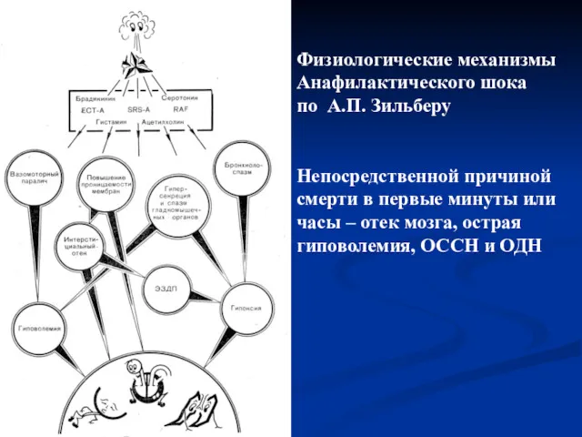 Физиологические механизмы Анафилактического шока по А.П. Зильберу Непосредственной причиной смерти