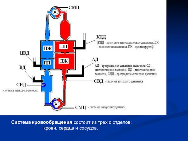 Система кровообращения состоит из трех о отделов: крови, сердца и сосудов.