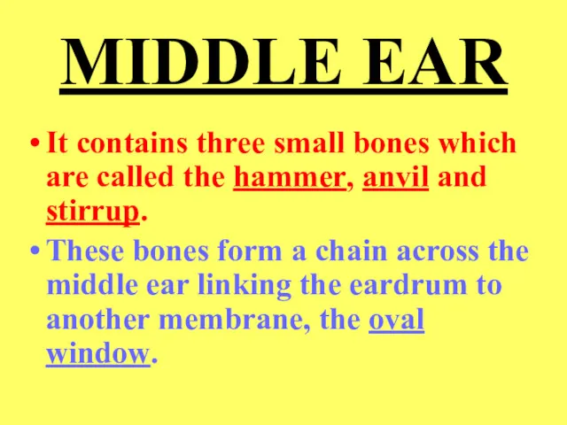 MIDDLE EAR It contains three small bones which are called the hammer, anvil