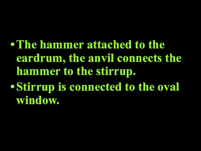 The hammer attached to the eardrum, the anvil connects the hammer to the