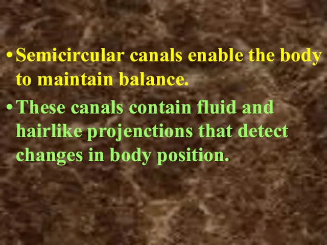 Semicircular canals enable the body to maintain balance. These canals contain fluid and