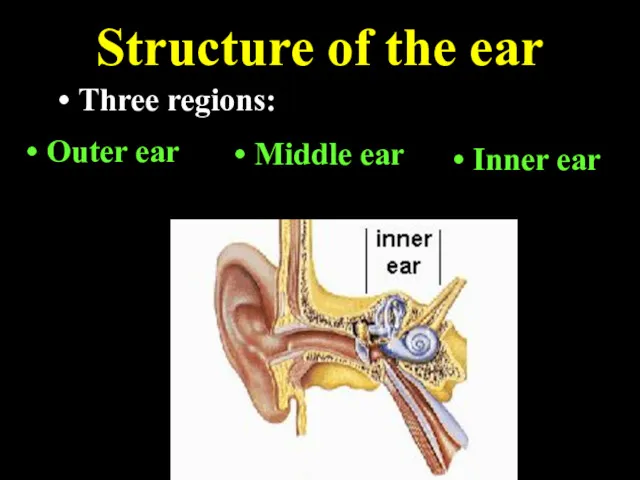 Structure of the ear Three regions: Outer ear Middle ear Inner ear