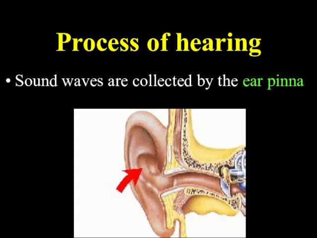 Process of hearing Sound waves are collected by the ear pinna