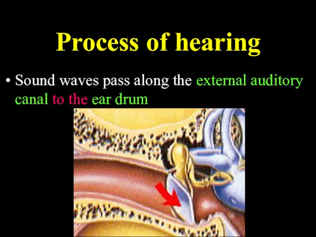 Process of hearing Sound waves pass along the external auditory canal to the ear drum
