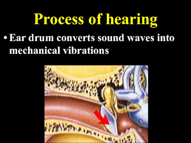 Process of hearing Ear drum converts sound waves into mechanical vibrations