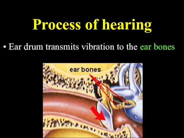 Process of hearing Ear drum transmits vibration to the ear bones