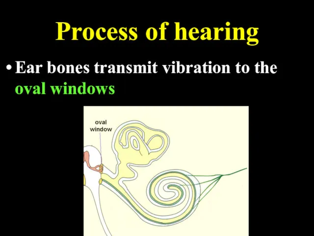 Process of hearing Ear bones transmit vibration to the oval windows
