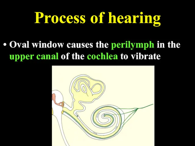 Process of hearing Oval window causes the perilymph in the upper canal of
