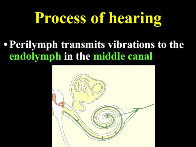 Process of hearing Perilymph transmits vibrations to the endolymph in the middle canal