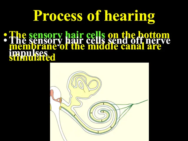Process of hearing The sensory hair cells on the bottom membrane of the