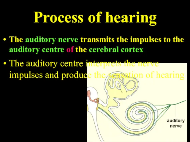 Process of hearing The auditory nerve transmits the impulses to the auditory centre