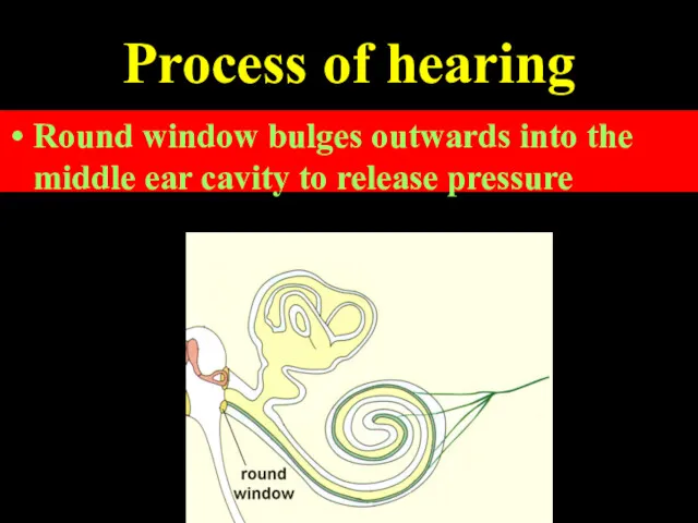 Process of hearing The vibrations of perilymph are transmitted to the round window