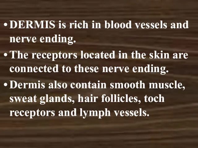 DERMIS is rich in blood vessels and nerve ending. The