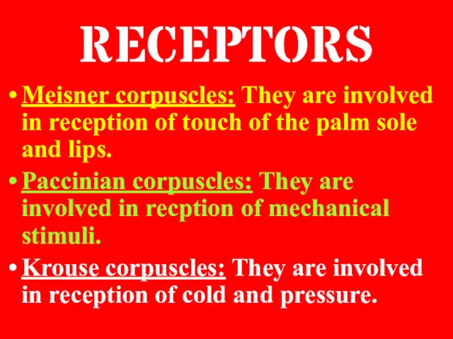 RECEPTORS Meisner corpuscles: They are involved in reception of touch of the palm