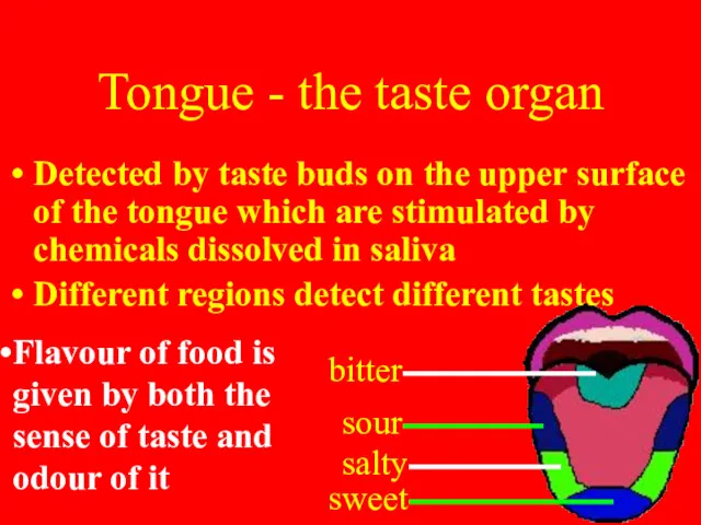 Tongue - the taste organ Detected by taste buds on the upper surface