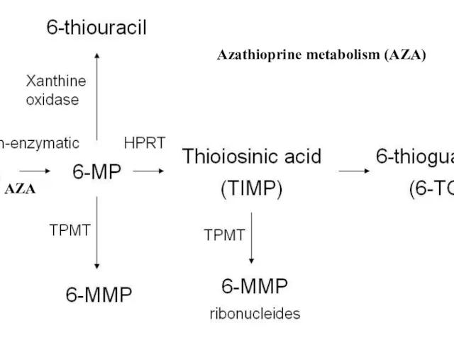 Azathioprine metabolism (AZA) AZA
