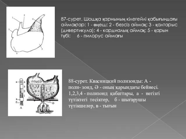 87-сурет. Шошқа қарнының кілегейлі қабығындағы аймақтар: 1 - өңеш; 2