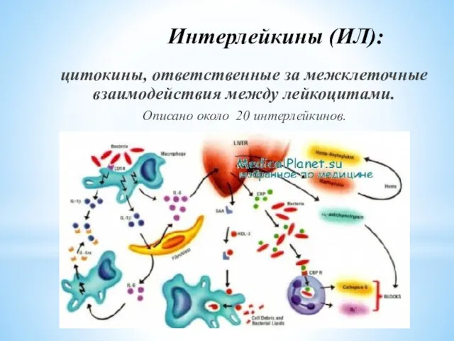 Интерлейкины (ИЛ): цитокины, ответственные за межклеточные взаимодействия между лейкоцитами. Описано около 20 интерлейкинов.