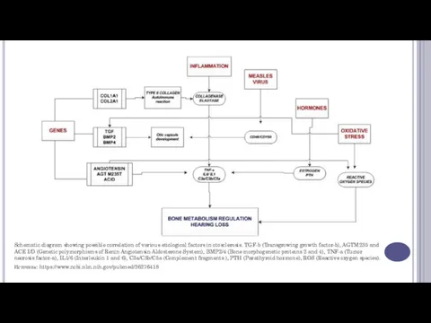 Schematic diagram showing possible correlation of various etiological factors in