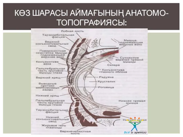 КӨЗ ШАРАСЫ АЙМАҒЫНЫҢ АНАТОМО-ТОПОГРАФИЯСЫ: