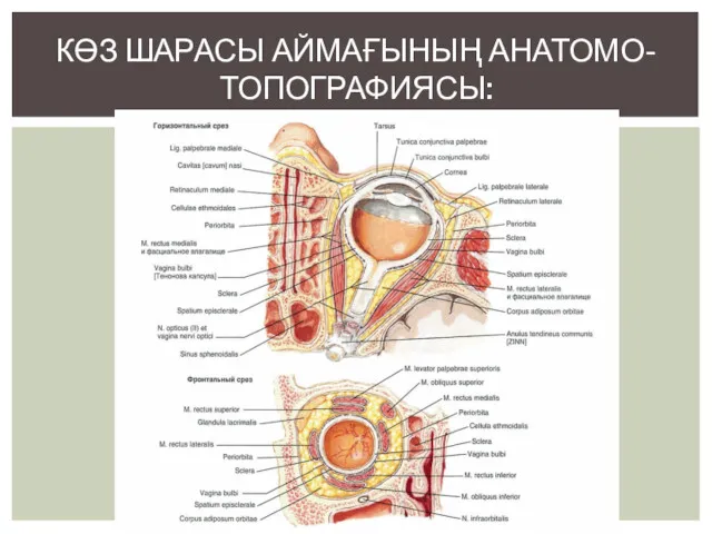 КӨЗ ШАРАСЫ АЙМАҒЫНЫҢ АНАТОМО-ТОПОГРАФИЯСЫ: