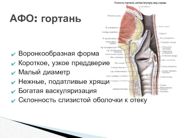 Воронкообразная форма Короткое, узкое преддверие Малый диаметр Нежные, податливые хрящи