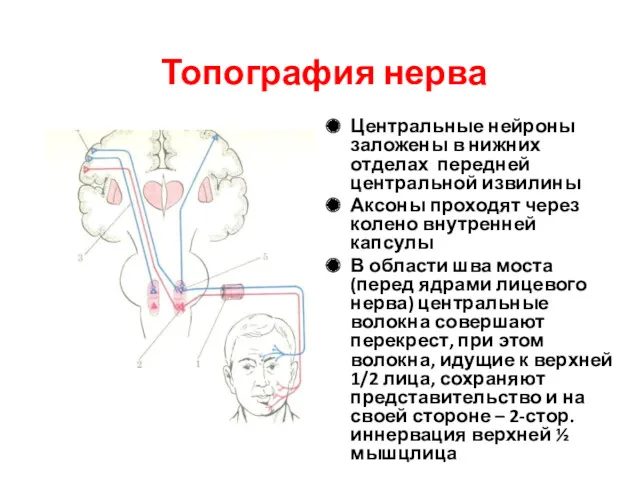 Топография нерва Центральные нейроны заложены в нижних отделах передней центральной