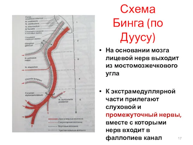 Схема Бинга (по Дуусу) На основании мозга лицевой нерв выходит