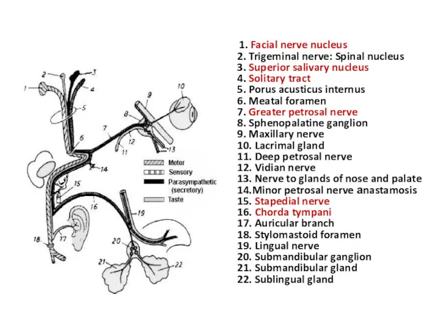 1. Facial nerve nucleus 2. Trigeminal nerve: Spinal nucleus 3.
