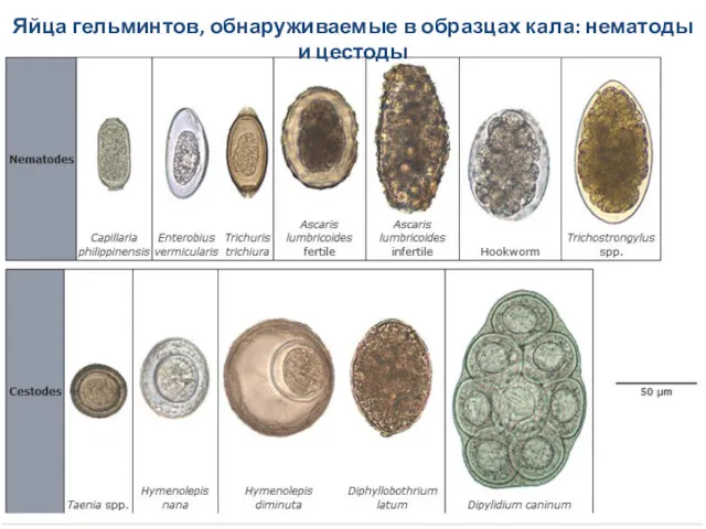 Яйца гельминтов, обнаруживаемые в образцах кала: нематоды и цестоды