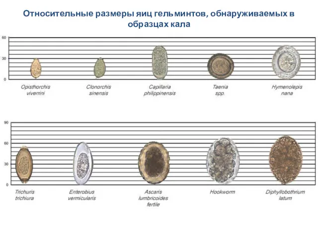 Относительные размеры яиц гельминтов, обнаруживаемых в образцах кала