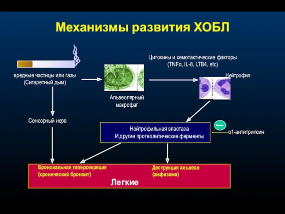 Механизмы развития ХОБЛ Сенсорный нерв вредные частицы или газы (Сигаретный