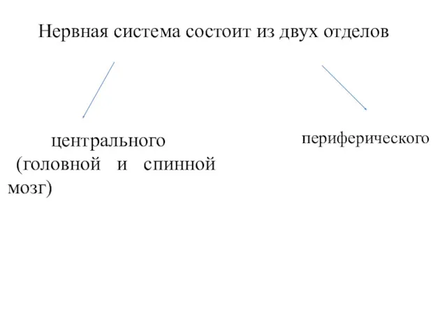 Нервная система состоит из двух отделов центрального (го­ловной и спинной мозг) периферического