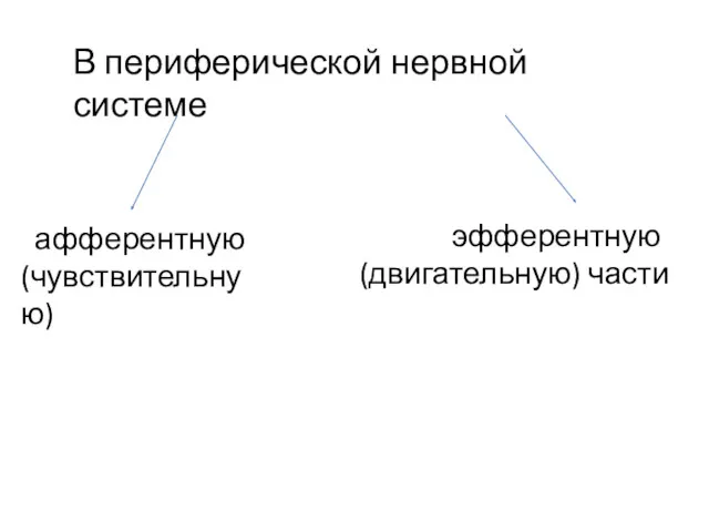 эфферентную (двигательную) части В периферической нервной системе афферент­ную (чувствительную)