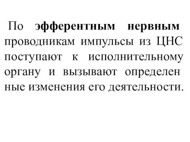 По эфферентным нервным проводникам импульсы из ЦНС поступают к исполнительному