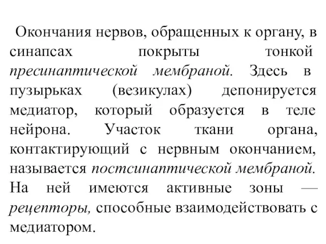 Окончания нервов, обращенных к органу, в синапсах покры­ты тонкой пресинаптической