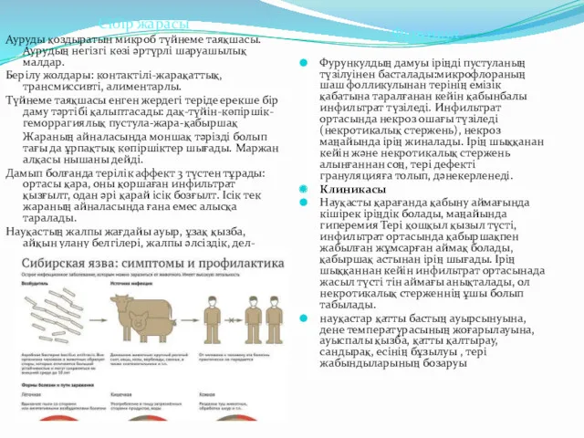 Сібір жарасы Ауруды қоздыратын микроб түйнеме таяқшасы. Аурудың негізгі көзі