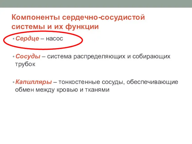 Компоненты сердечно-сосудистой системы и их функции Сердце – насос Сосуды