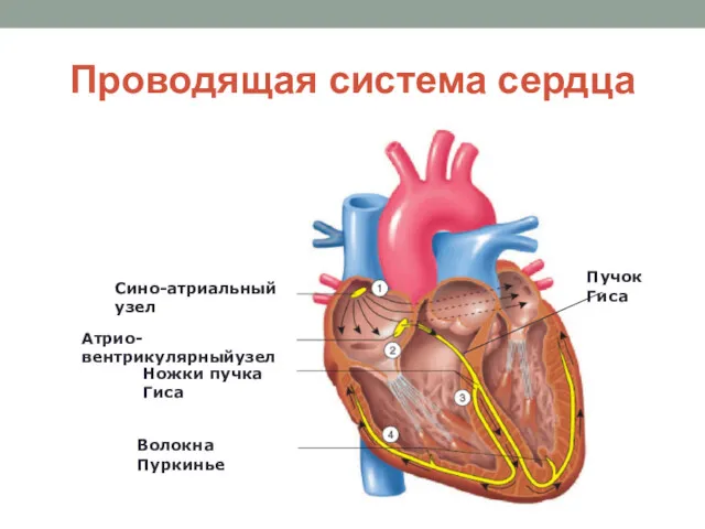 Проводящая система сердца Сино-атриальный узел Атрио-вентрикулярныйузел Пучок Гиса Ножки пучка Гиса Волокна Пуркинье