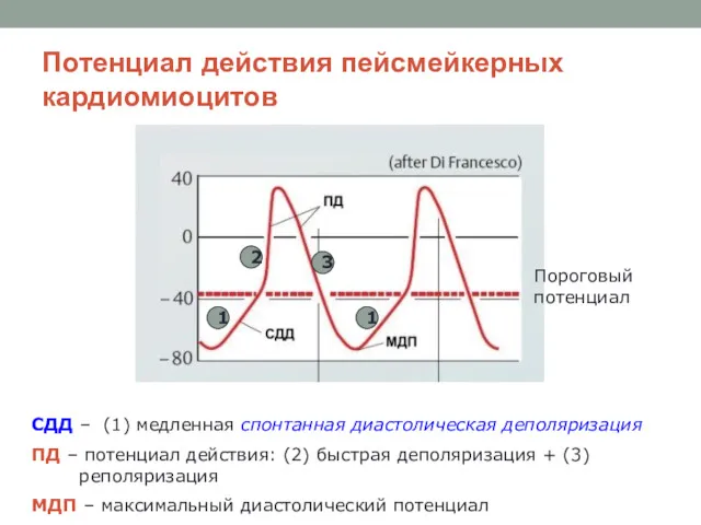 Потенциал действия пейсмейкерных кардиомиоцитов СДД – (1) медленная спонтанная диастолическая