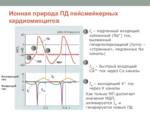 Ионная природа ПД пейсмейкерных кардиомиоцитов 1 2 3 If –