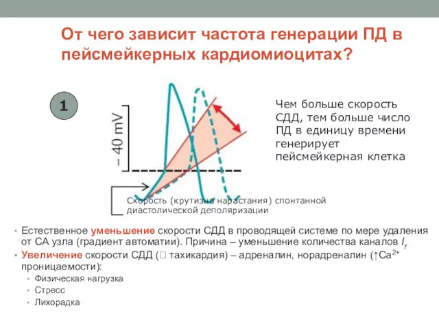 От чего зависит частота генерации ПД в пейсмейкерных кардиомиоцитах? Естественное