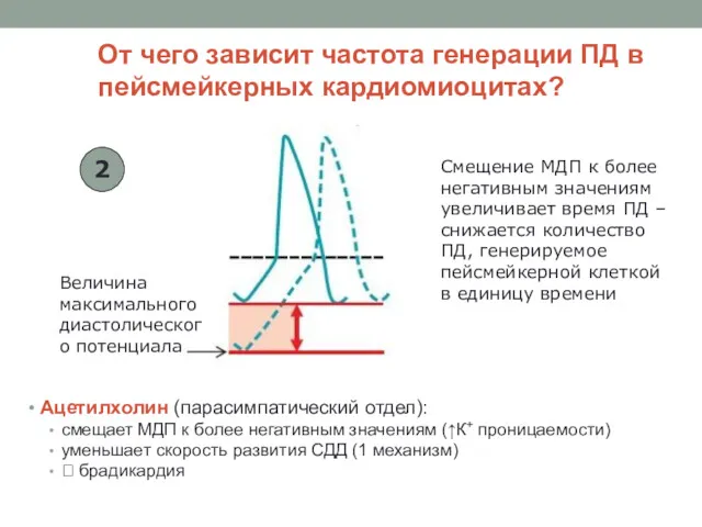 От чего зависит частота генерации ПД в пейсмейкерных кардиомиоцитах? Ацетилхолин