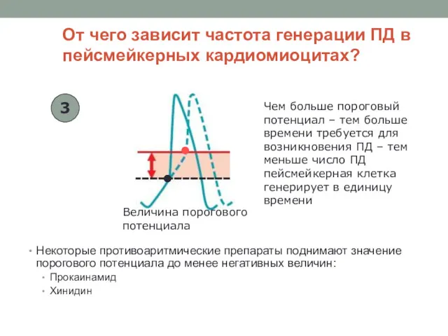 От чего зависит частота генерации ПД в пейсмейкерных кардиомиоцитах? Некоторые