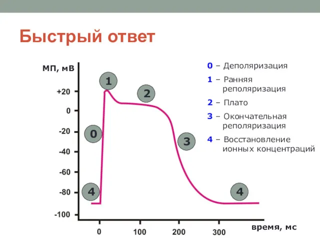 Быстрый ответ 4 0 1 2 3 4 МП, мВ