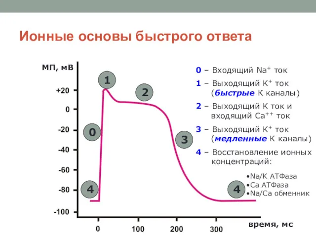 Ионные основы быстрого ответа 4 0 1 2 3 4